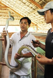 Cơn sốt nuôi rắn "triệu phú"