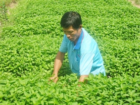 Vươn lên từ gian khó
