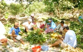 Trồng nhãn VietGAP cho thu nhập cao