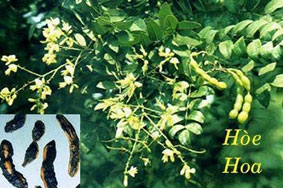 Vị thuốc hay từ cây hoa hòe