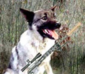 Chó... bắn thợ săn