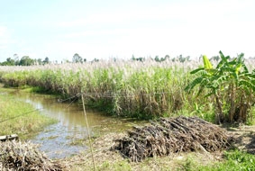 Người trồng mía lại lao đao!