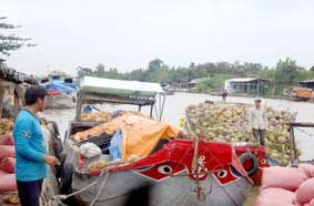 Dừa khô rớt giá, nhà vườn trăn trở