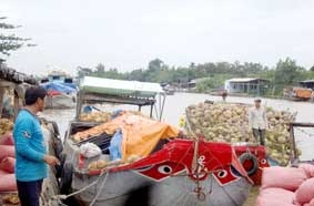 Dừa khô rớt giá, nhà vườn trăn trở