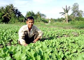 Trồng rau màu “đón” Tết