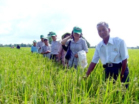 Làm gì để giữ vững diện tích lúa ở ĐBSCL?