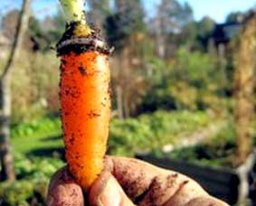 Tìm gặp nhẫn trên củ cà-rốt