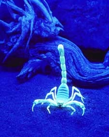 Vì sao bọ cạp phát sáng?