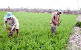 Đẩy mạnh liên kết sản xuất và bao tiêu sản phẩm