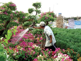 Đa dạng mặt hàng hoa kiểng ngày Tết