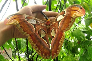 Bướm khổng lồ xuất hiện nhiều ở huyện Kế Sách (tỉnh Sóc Trăng)