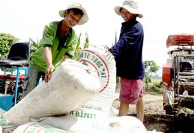 Để giống lúa vươn xa