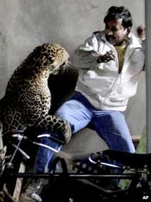 Báo đốm tấn công gây chết người ở Ấn Độ