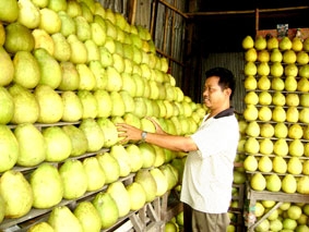 Sôi động thị trường trái cây Tết