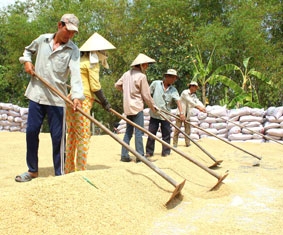 Không nên đẩy trách nhiệm cho người trồng lúa!