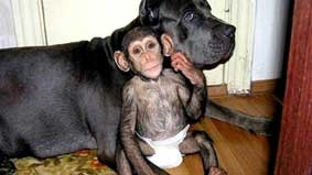 Chó nuôi tinh tinh