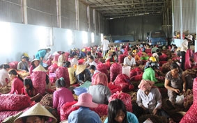 Thất vọng mùa hành sớm