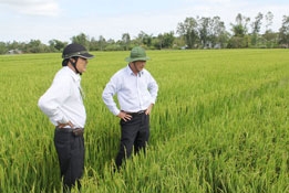 Lãnh đạo thành phố kiểm tra tình hình
sản xuất lúa đông xuân