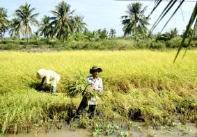 Thắng lớn mùa lúa thơm ST trên đất nuôi tôm