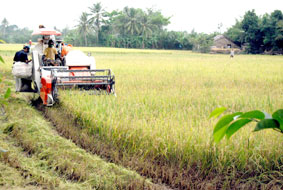 Để đàn "trâu sắt" ở Đồng bằng sông Cửu Long phát triển bền vững