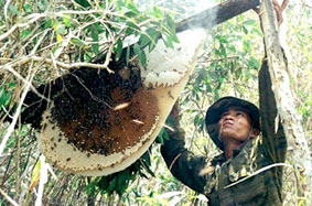 Khôi phục thương hiệu mật ngọt U Minh