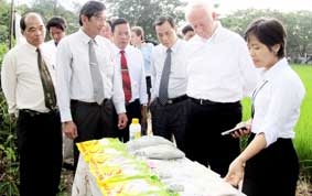 Gạo thơm Sóc Trăng - Cuộc hành trình 20 năm