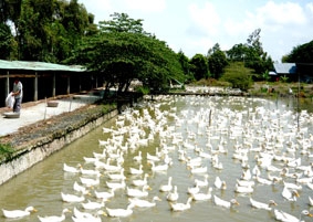 Không được chủ quan với dịch cúm gia cầm!