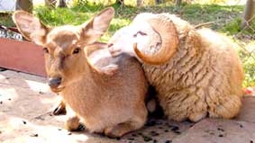 Cừu và nai 
“kết hôn”!