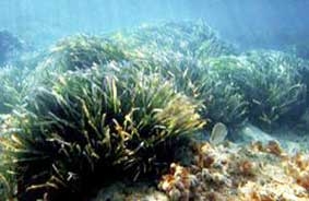 Phát hiện loài “sinh vật” sống lâu nhất hành tinh