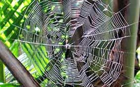 Nghiên cứu ứng dụng đặc tính bền vững của tơ nhện vào xây dựng