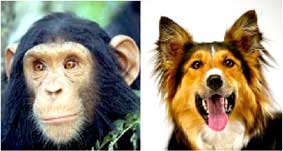 Chó thông minh hơn 
tinh tinh?