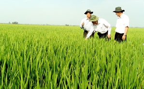 Liên kết xây dựng Cánh đồng mẫu lớn,
vùng nguyên liệu hàng hóa chất lượng cao,
phục vụ xuất khẩu