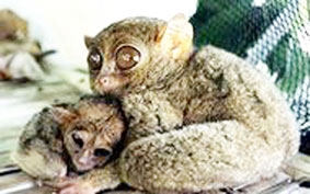 Khỉ Tarsier liên lạc với nhau bằng sóng siêu âm