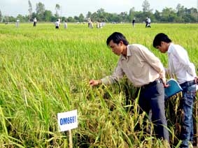 Kỳ vọng vào những giống lúa mới
