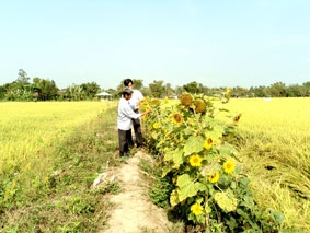 Hướng đến sản xuất lúa an toàn, thân thiện với môi trường