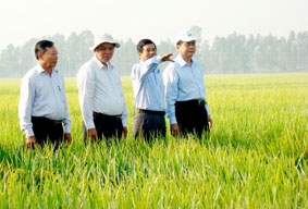 Tiếp tục nhân rộng mô hình cánh đồng mẫu lớn trong vụ hè thu