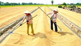 XUẤT KHẨU GẠO <br>
Chờ tín hiệu mới