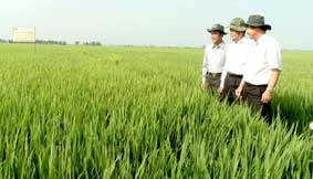 Triển vọng tốt từ cánh đồng mẫu lớn