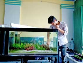 Hồ cá thủy sinh - xu hướng trang trí ấn tượng cho nhà phố