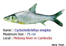 Campuchia cảnh báo 7 loài cá có thể 
gây ung thư