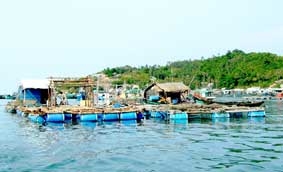 Phát triển nuôi cá lồng bè trên biển