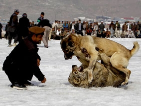 “Chọi chó” để xả cơn bất mãn