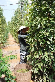 Nâng cao chất lượng sản phẩm hồ tiêu Phú Quốc