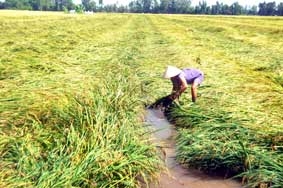 "Khổ" với mưa trái mùa !