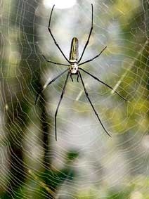 Sáng tạo dây đàn từ tơ nhện