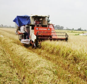 Đảm bảo cho an ninh lương thực quốc gia