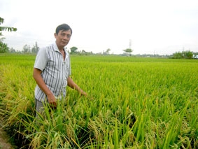 Ông Liêm "lúa giống"