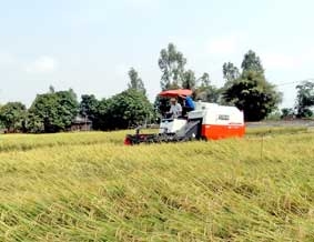 Hỗ trợ công nghệ sau thu hoạch góp phần 
nâng cao chất lượng, hiệu quả sản xuất lúa gạo