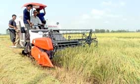 Sản xuất lúa gạo bền vững