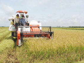 Đồng Tháp: Giá công cắt lúa đông xuân tăng do thiếu nhân công